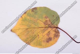Leaves Dead 0025